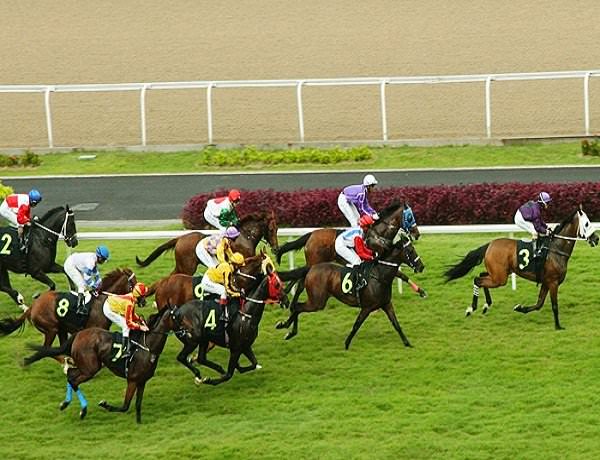 Horse Race