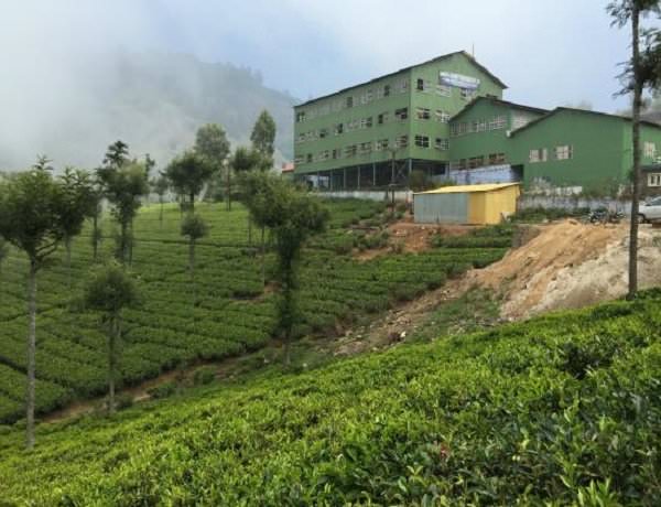 Tea Factory